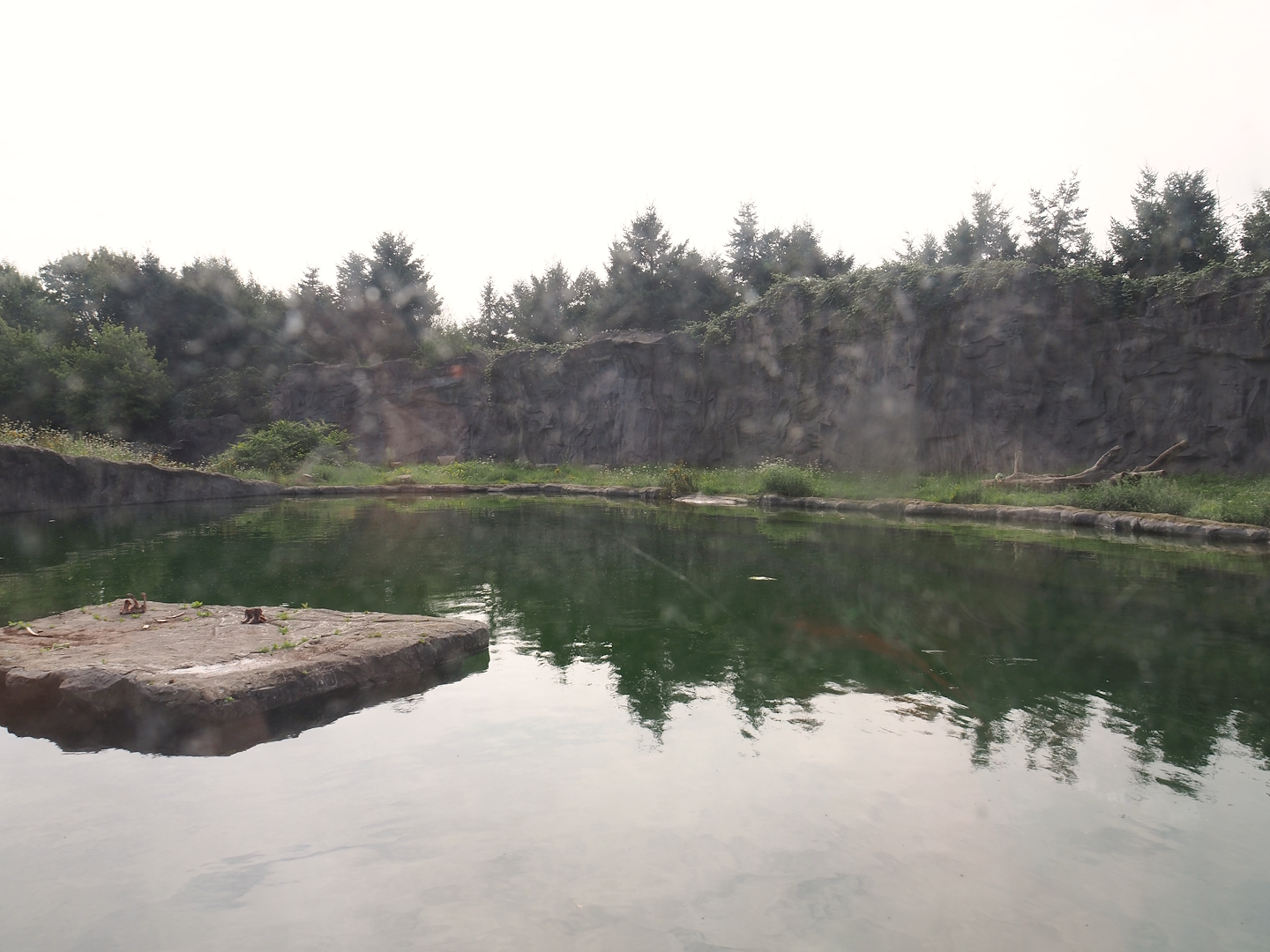 Polar bear exhibit, 2024-08-05