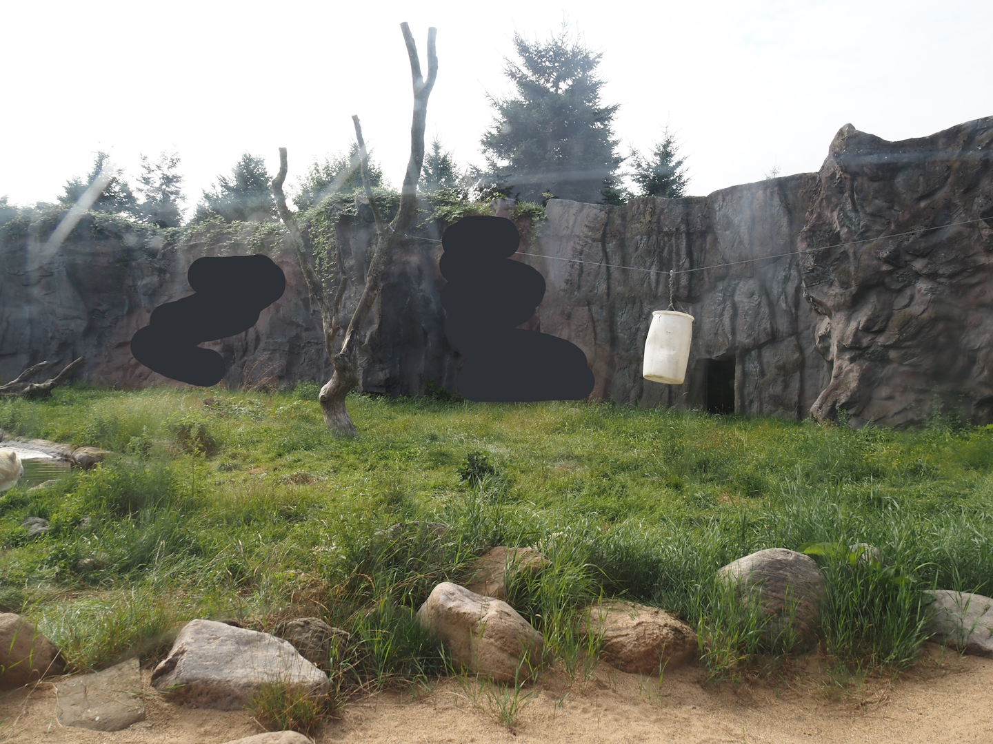 Polar bear exhibit, 2024-08-05