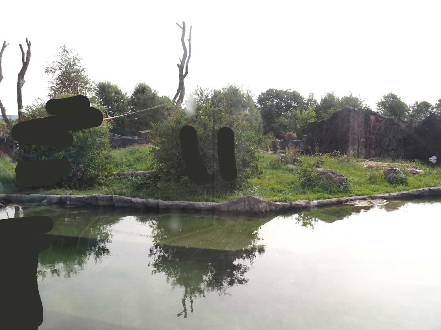 Polar bear exhibit, 2024-08-05