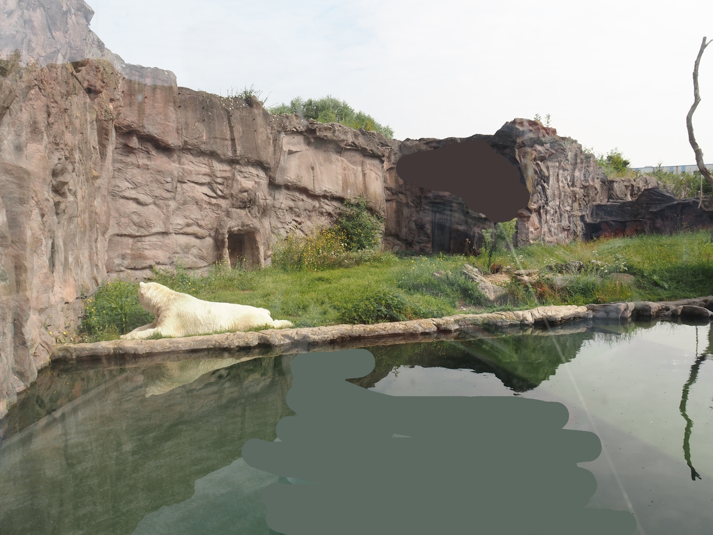 Polar bear exhibit, 2024-08-05