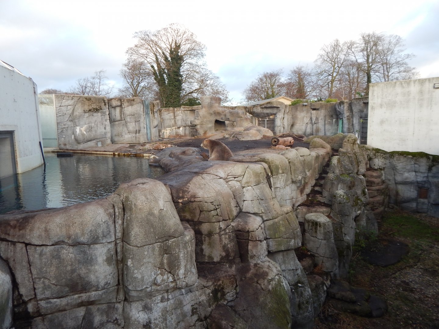 Polar bear exhibit 261124