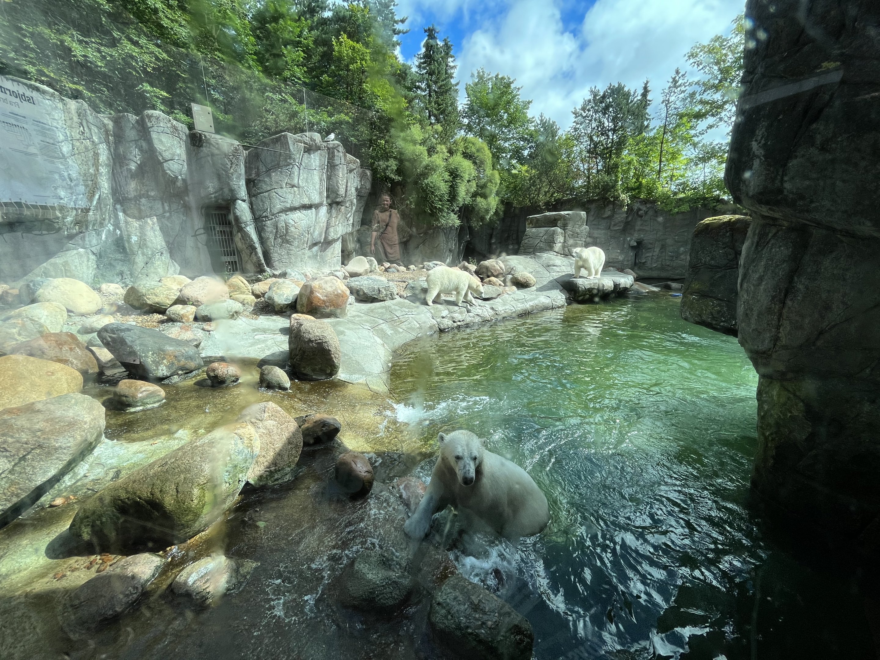 Polar Bear Exhibit - 3 bears