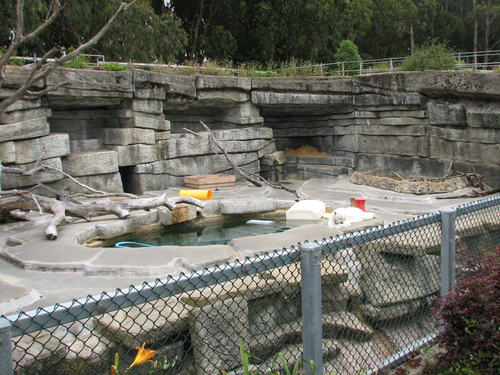 Polar Bear Exhibit 3