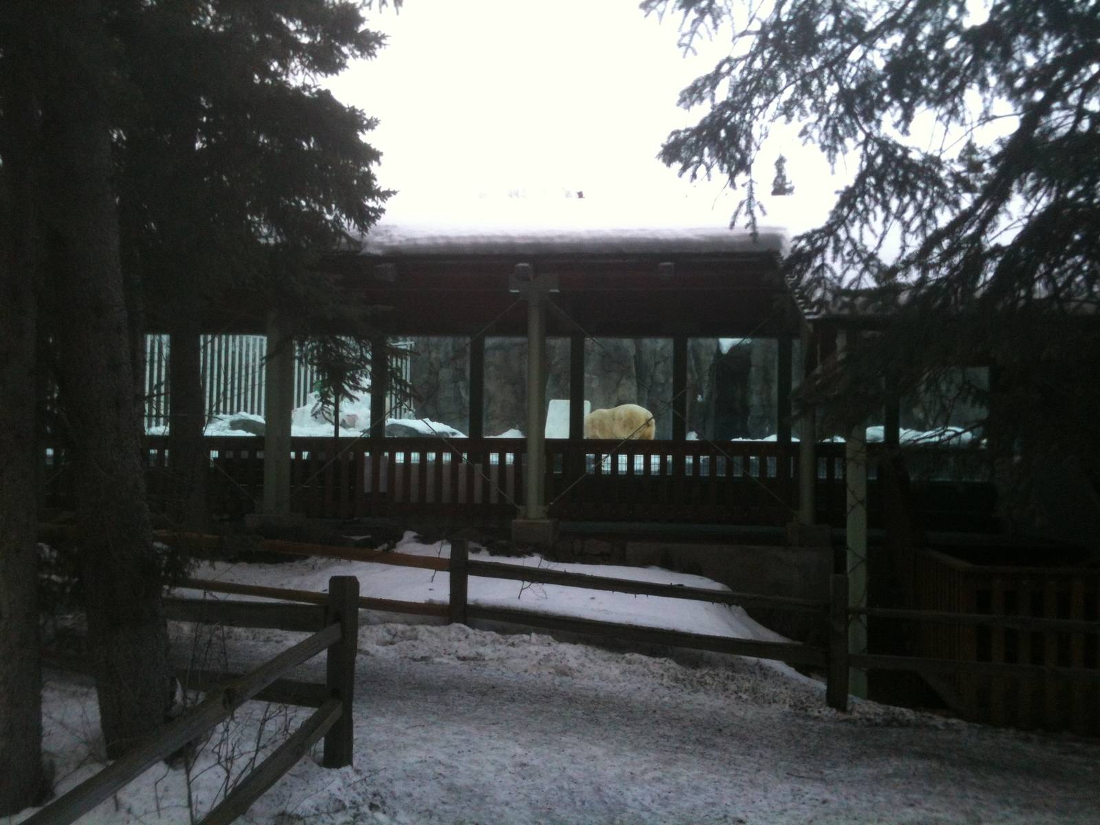 Polar Bear Exhibit and Viewing Area
