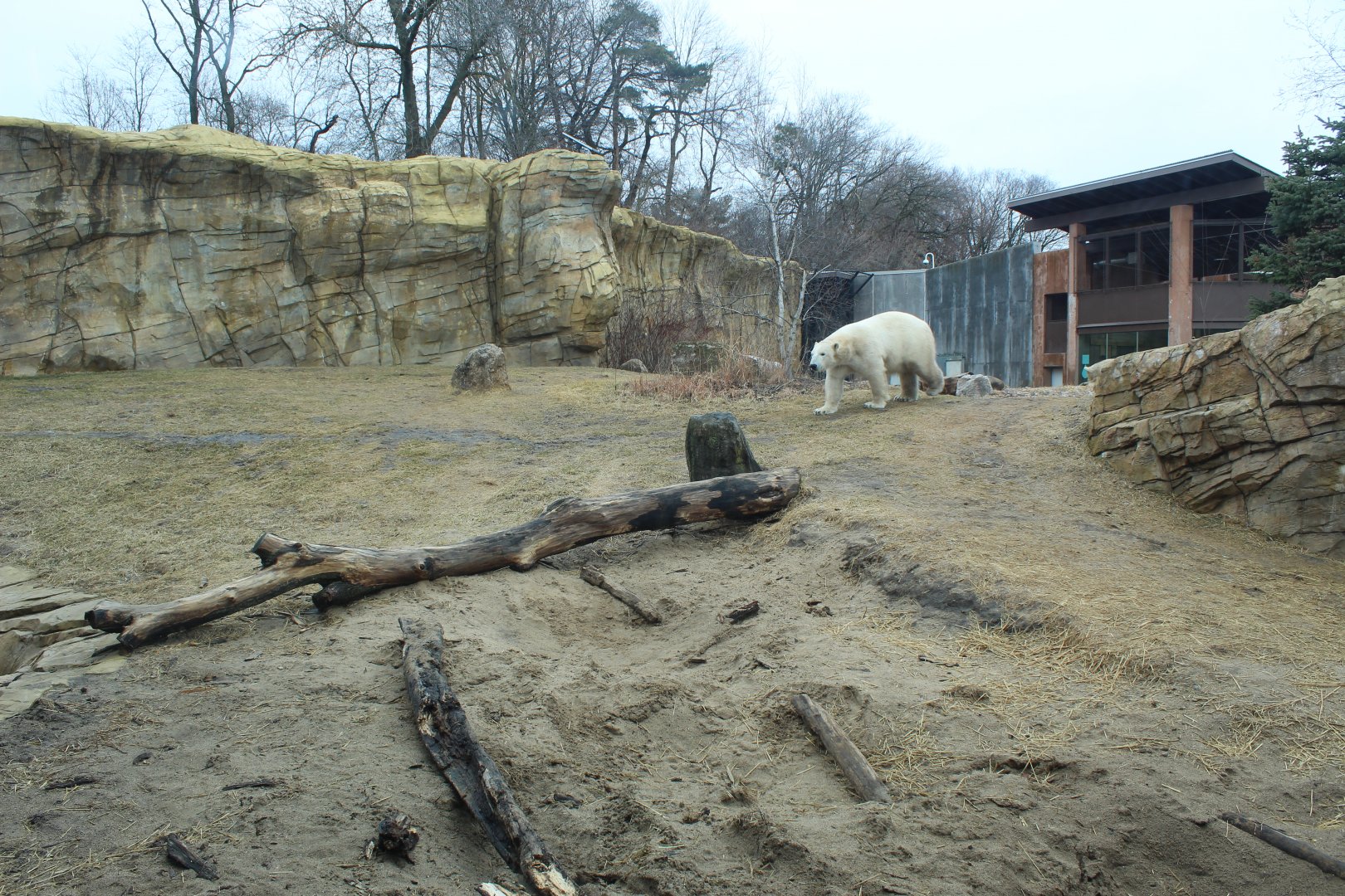 Polar Bear Exhibit - Arctic Passage
