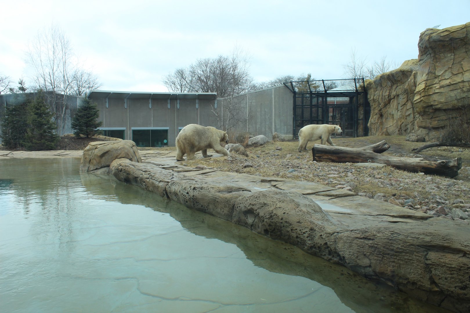 Polar Bear Exhibit - Arctic Passage