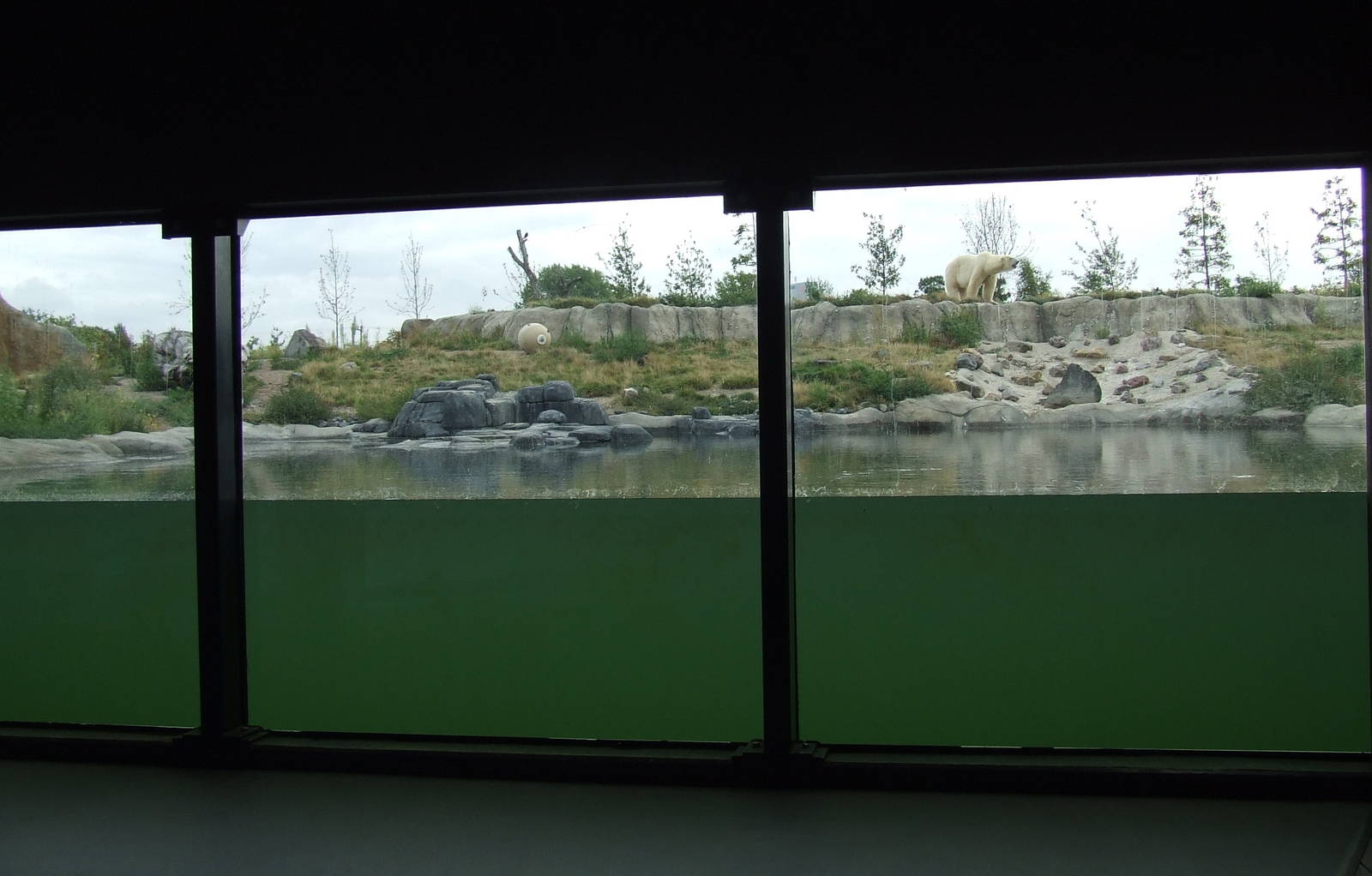 Polar Bear exhibit, Arctica