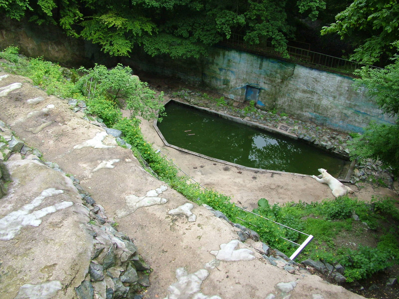 Polar Bear exhibit at Brno, 27/05/10