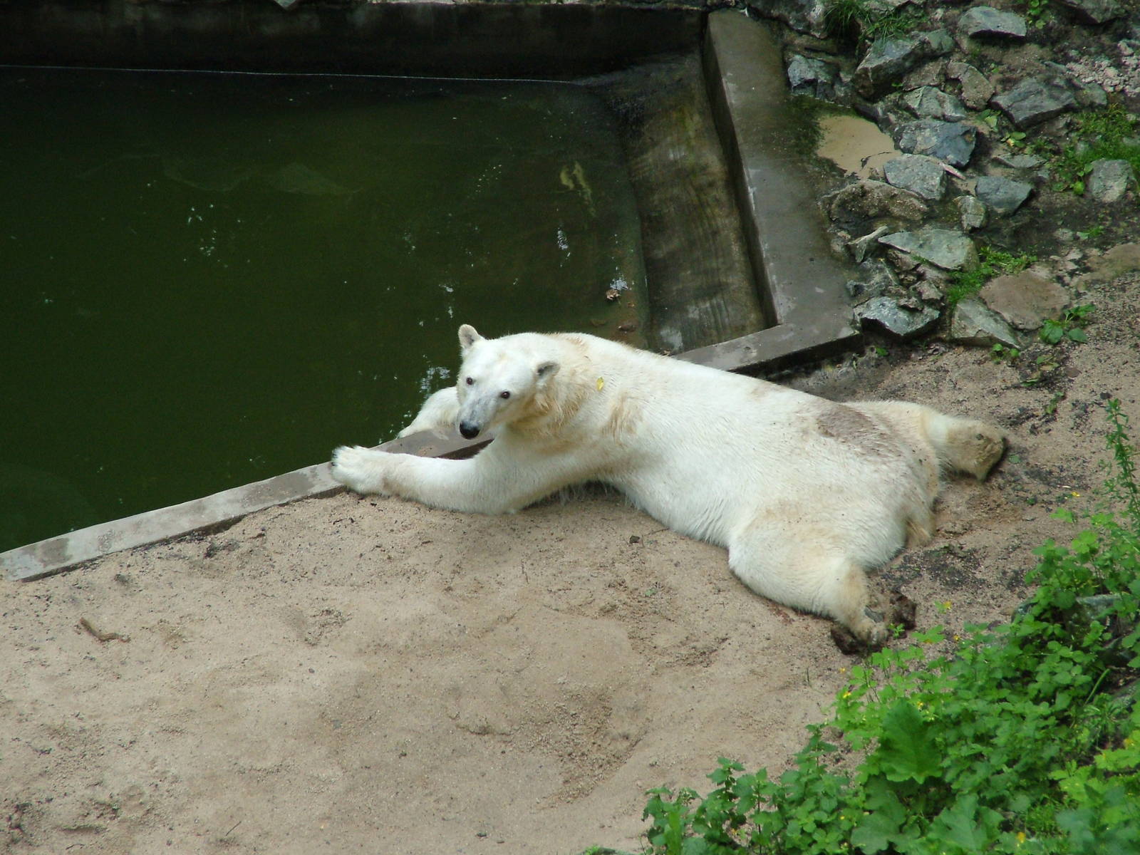 Polar Bear exhibit at Brno, 27/05/10