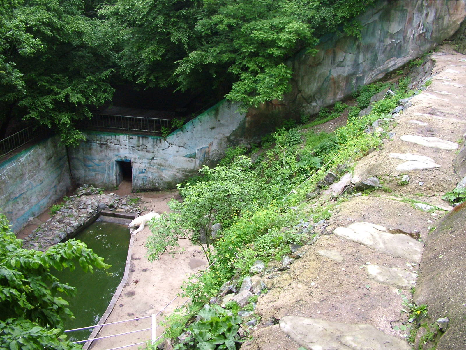 Polar Bear exhibit at Brno, 27/05/10
