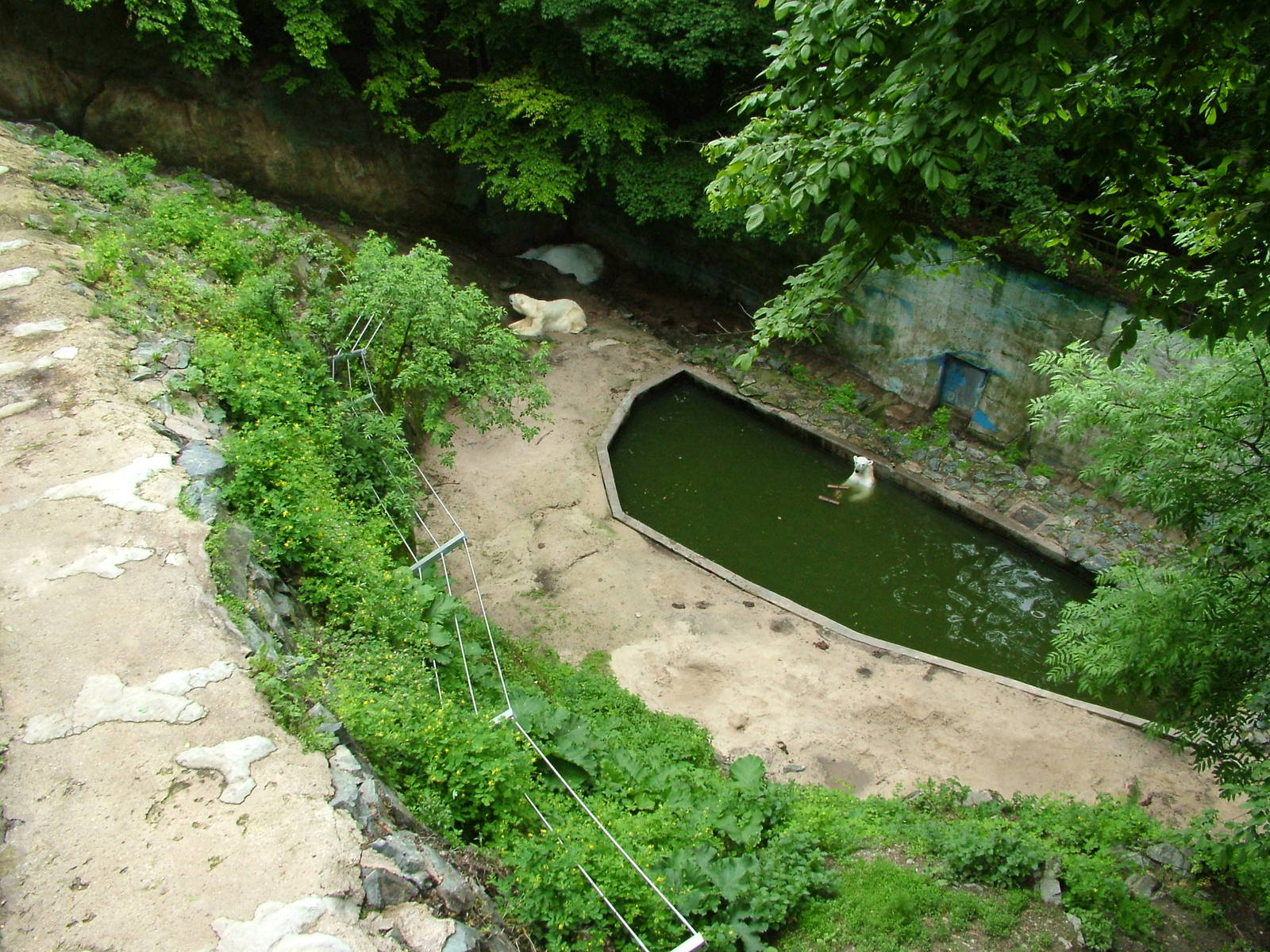 Polar Bear exhibit at Brno, 27/05/10