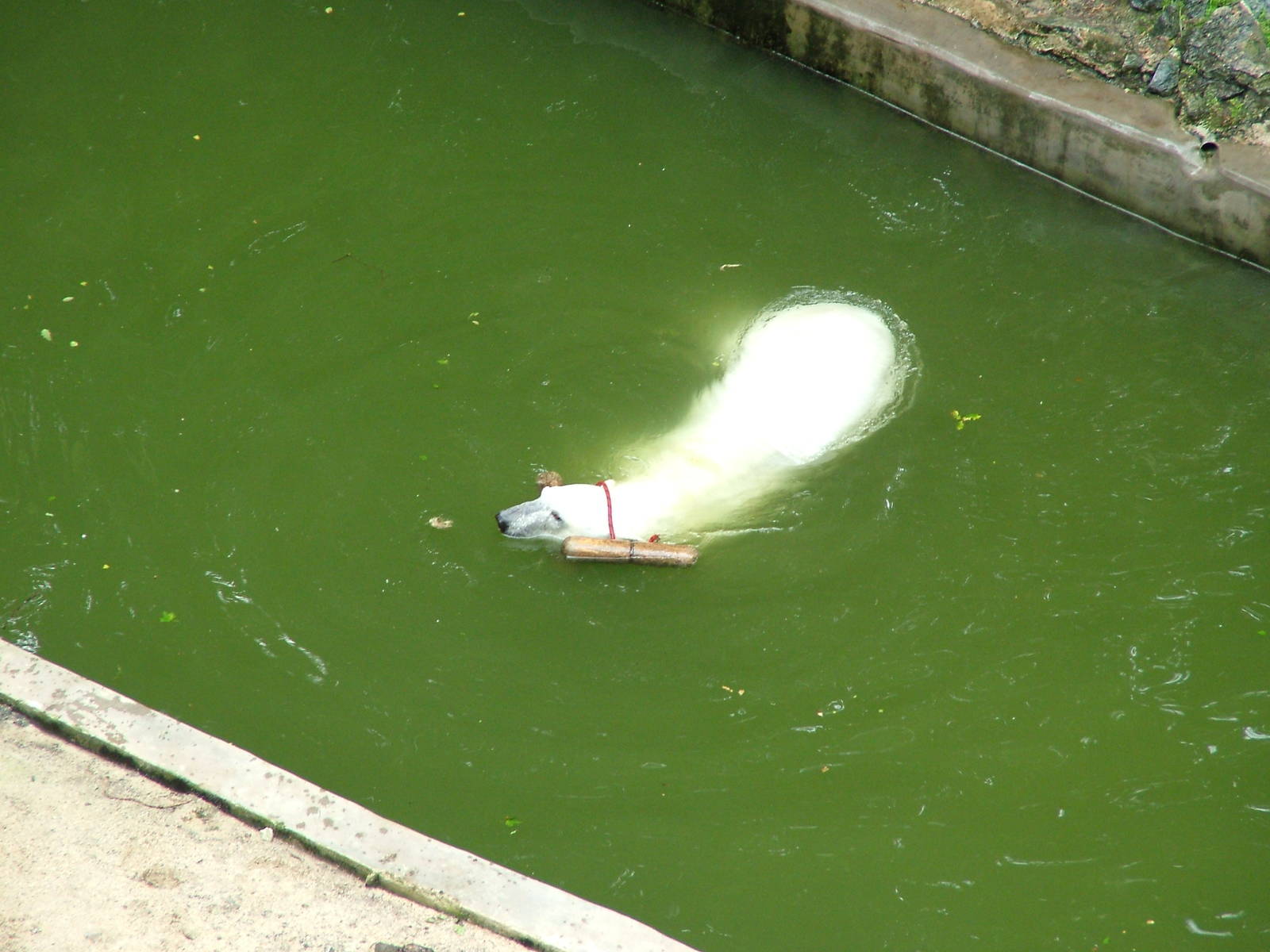 Polar Bear exhibit at Brno, 27/05/10