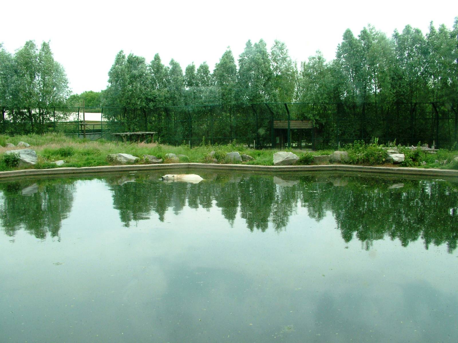 Polar Bear Exhibit at Dierenrijk, 31/05/12