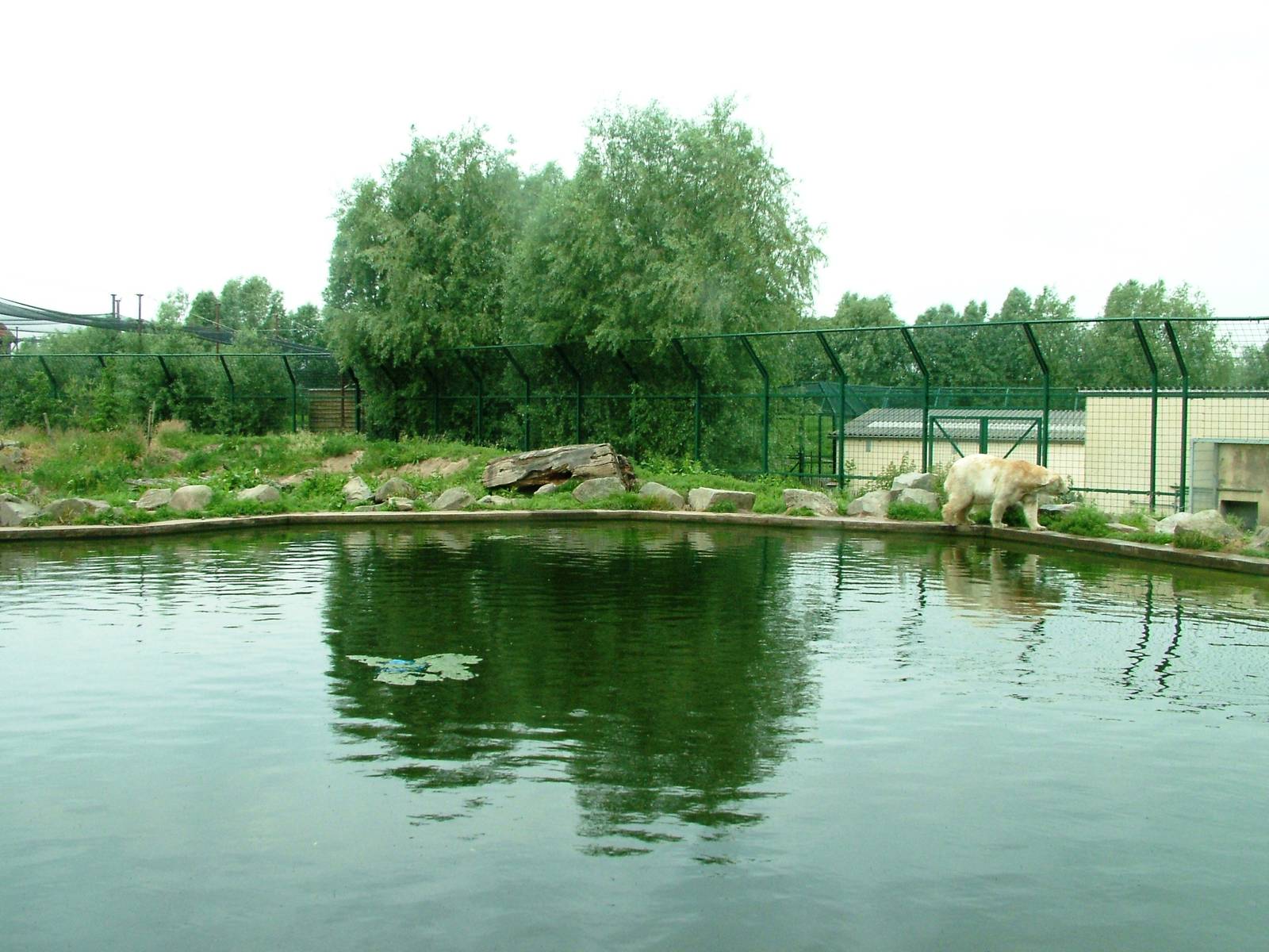 Polar Bear Exhibit at Dierenrijk, 31/05/12
