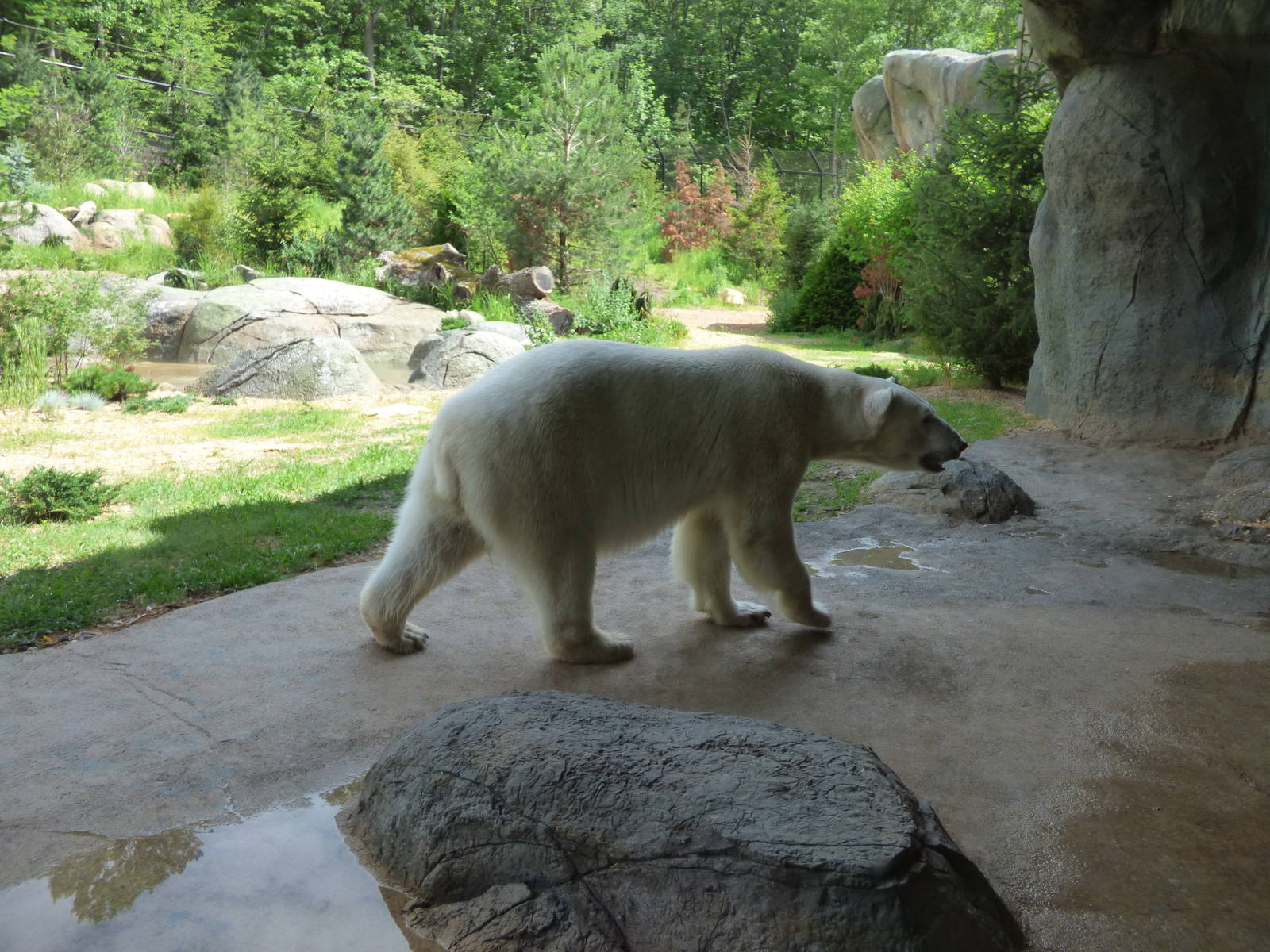 Polar Bear Exhibit - Cave Area