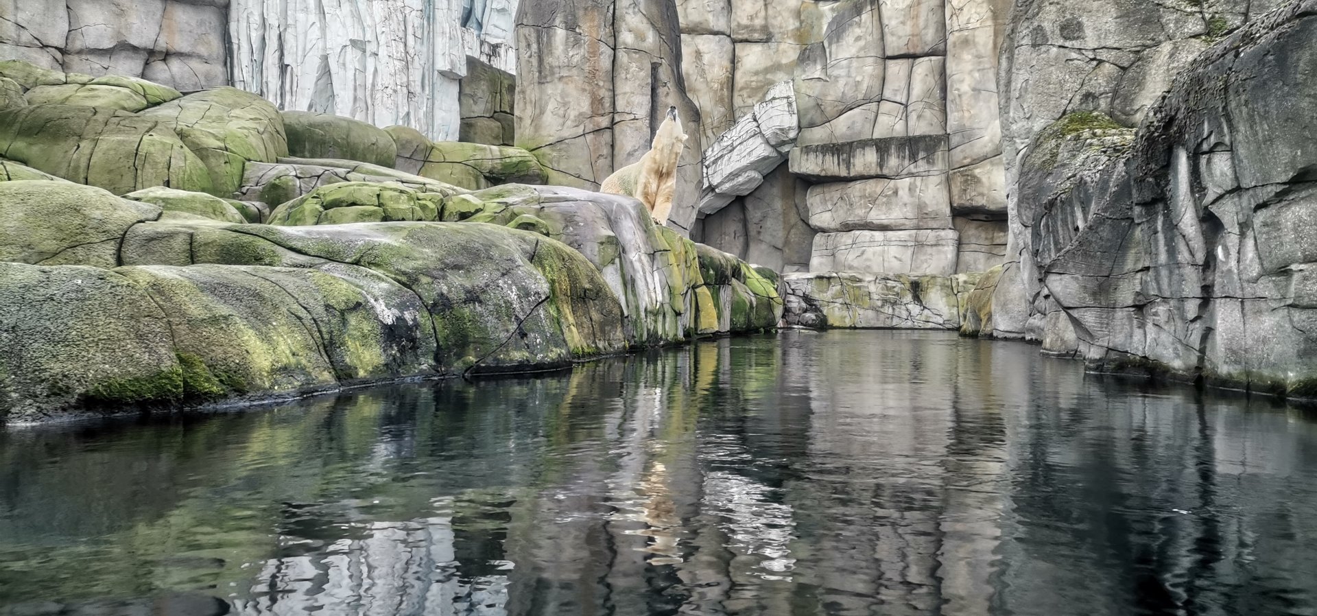 Polar Bear exhibit, Eismeer