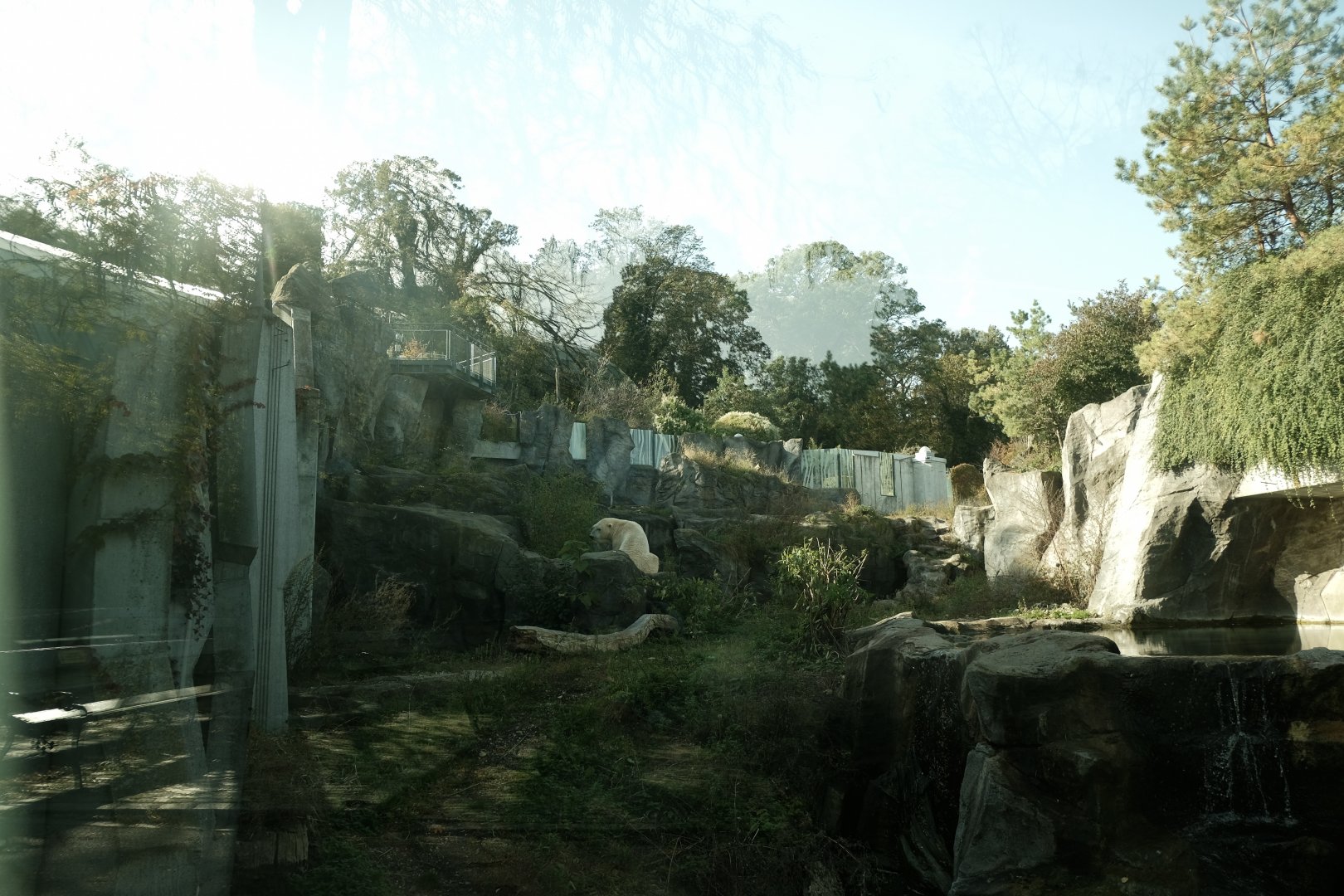 Polar Bear Exhibit (Fall 2024)