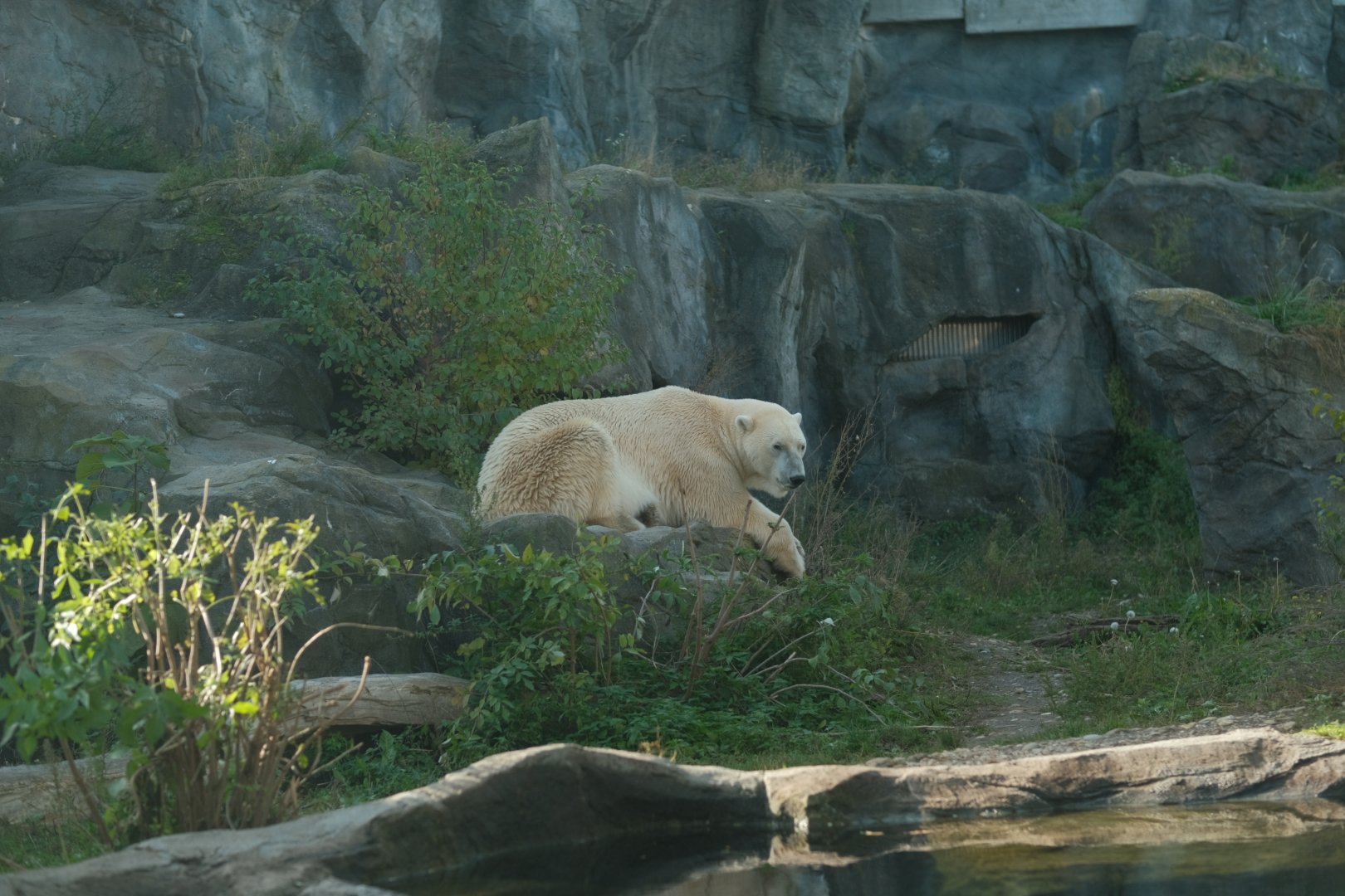 Polar Bear Exhibit (Fall 2024)