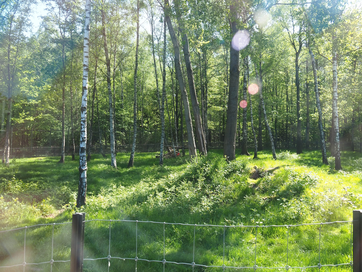 Polar bear exhibit - Forest area extension, 2023-05-19