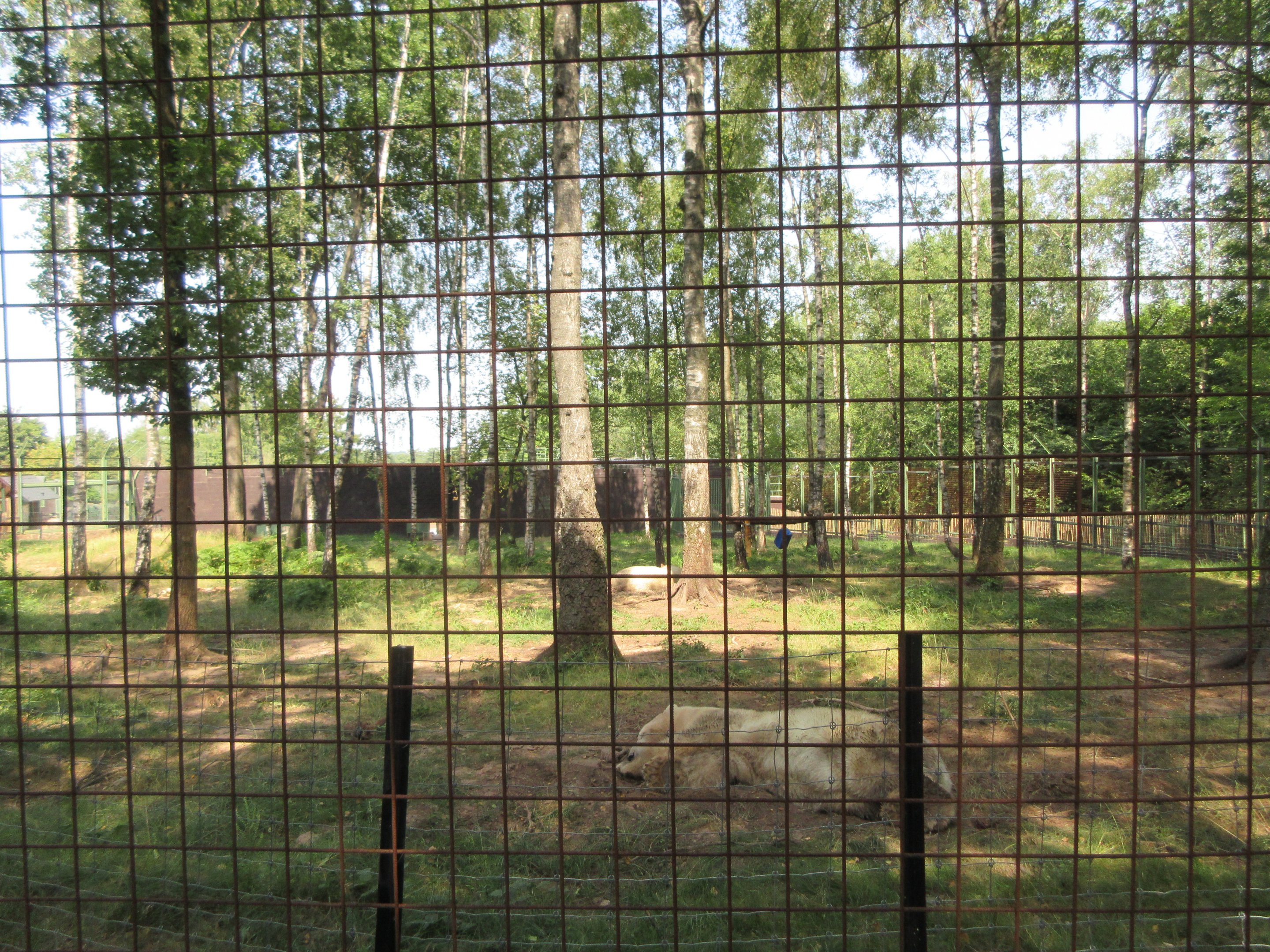 Polar Bear Exhibit - Forest Zone