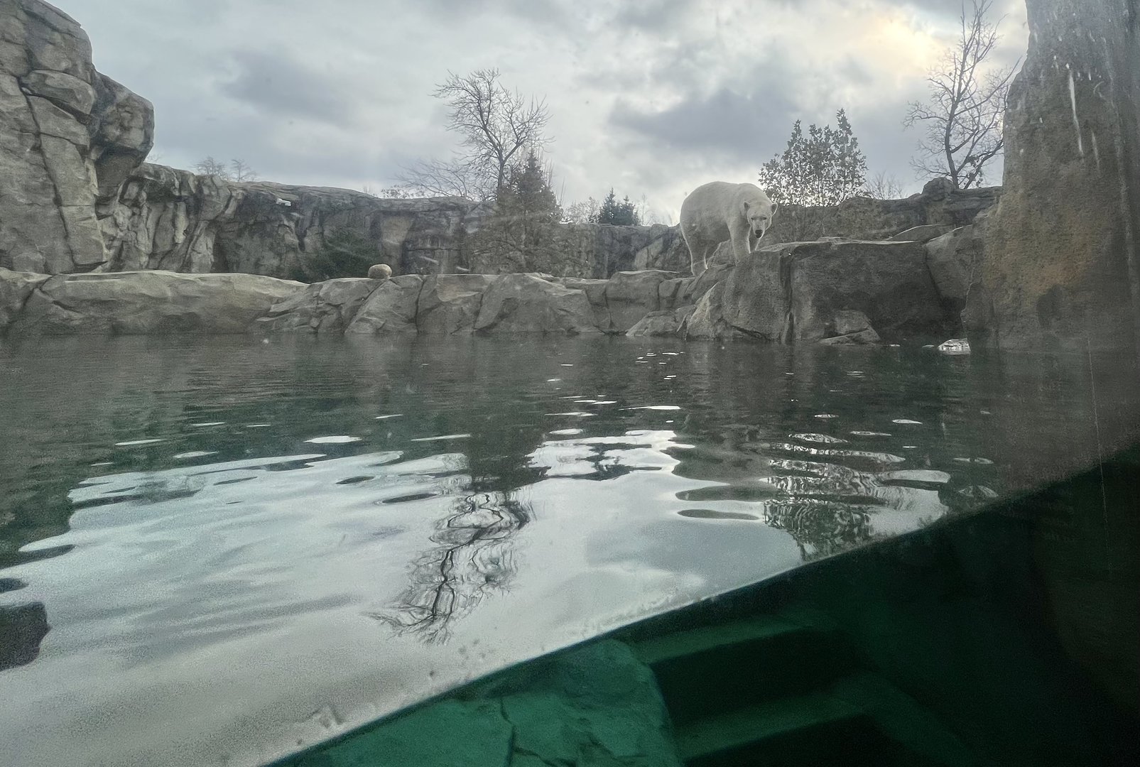 Polar Bear exhibit from sheltered viewing area
