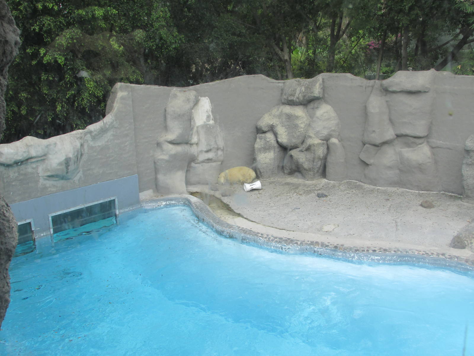 polar bear exhibit guadalajara zoo