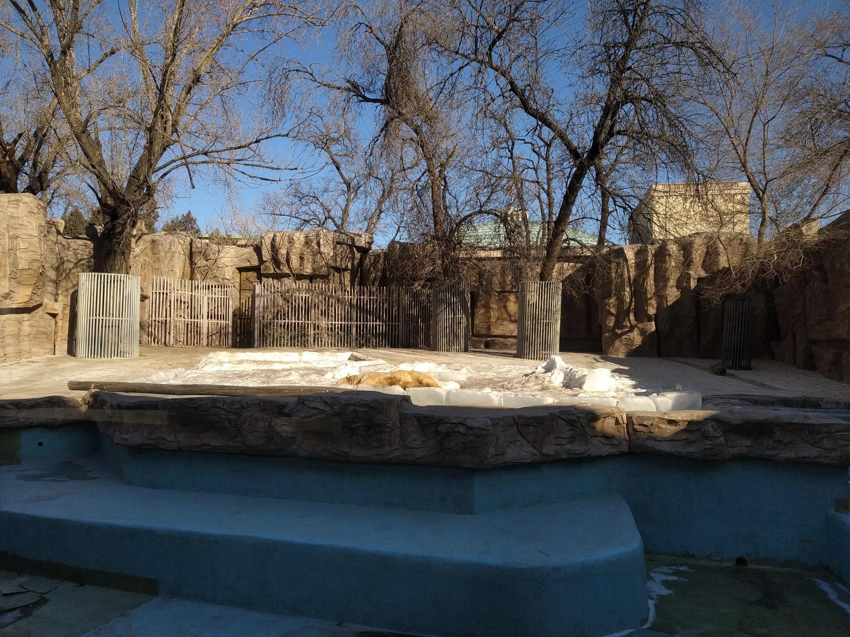 Polar Bear Exhibit in Snow
