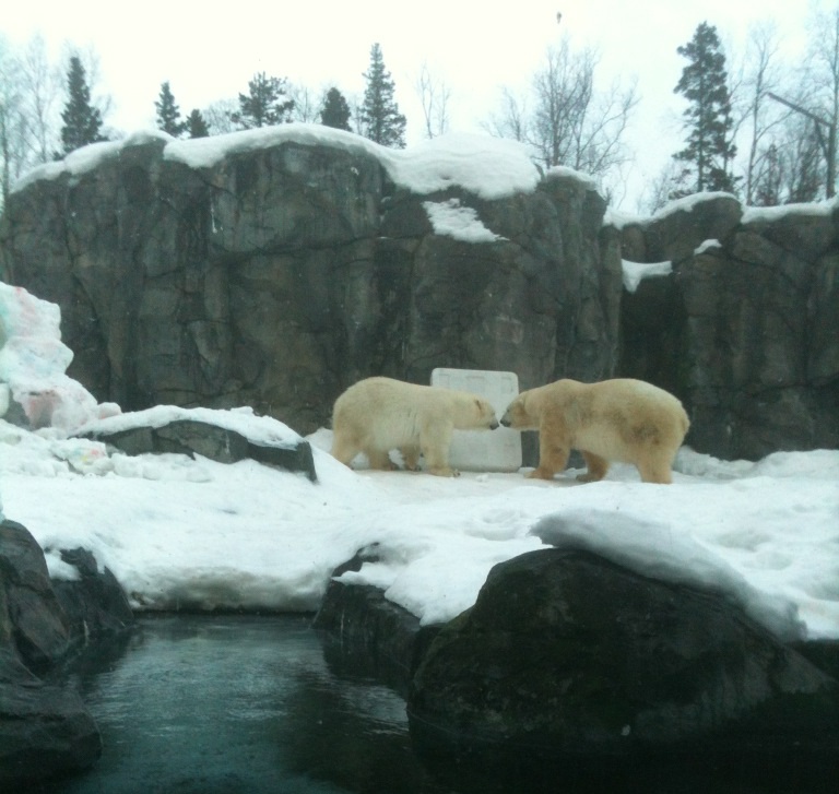 Polar Bear Exhibit - Male & Female