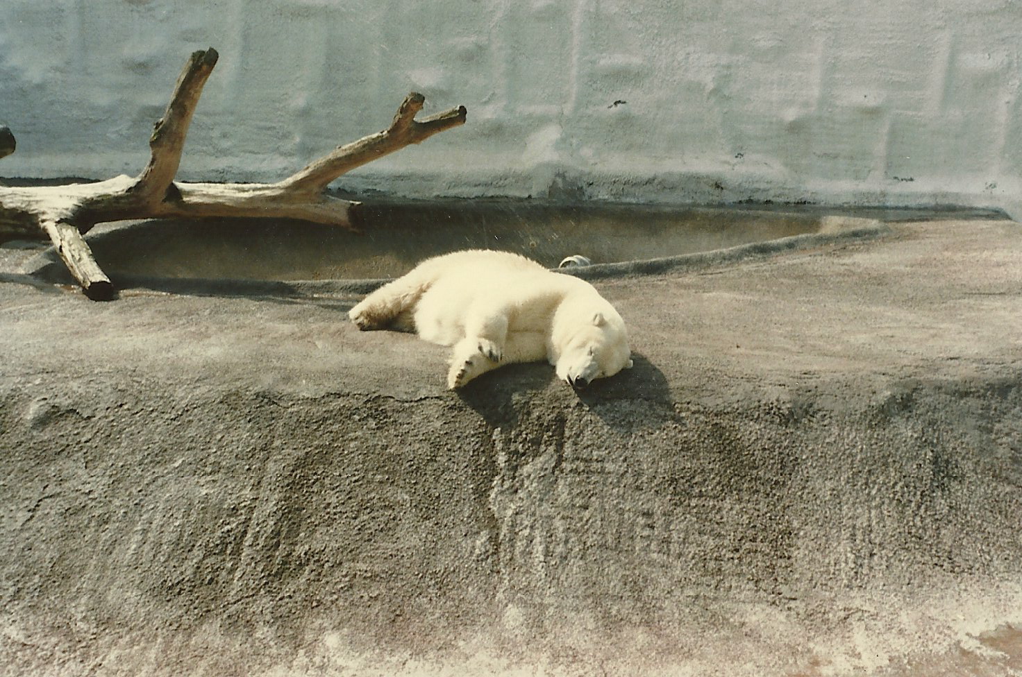 Polar Bear Exhibit Mid 1980's-Early 1990's