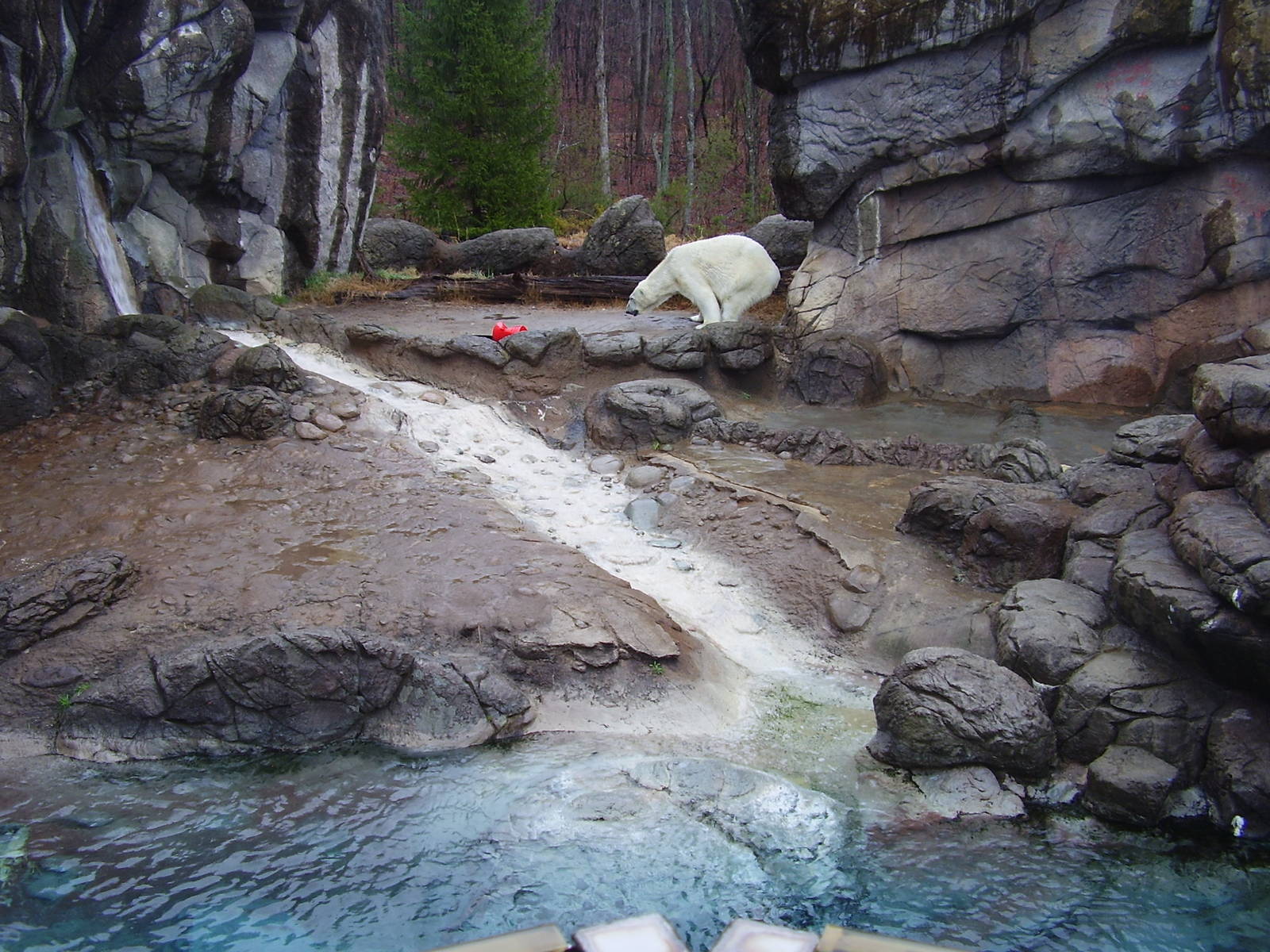 Polar Bear exhibit- NC Zoo MAR07