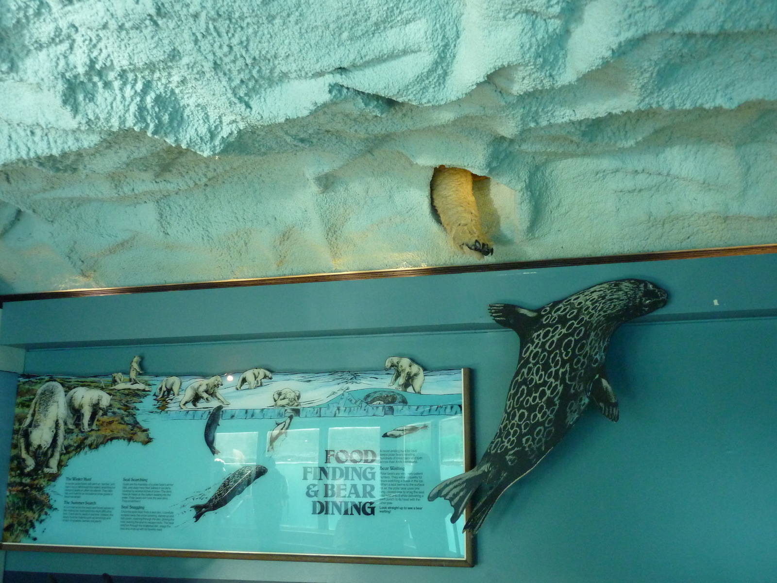Polar Bear Exhibit - Paw In Ceiling