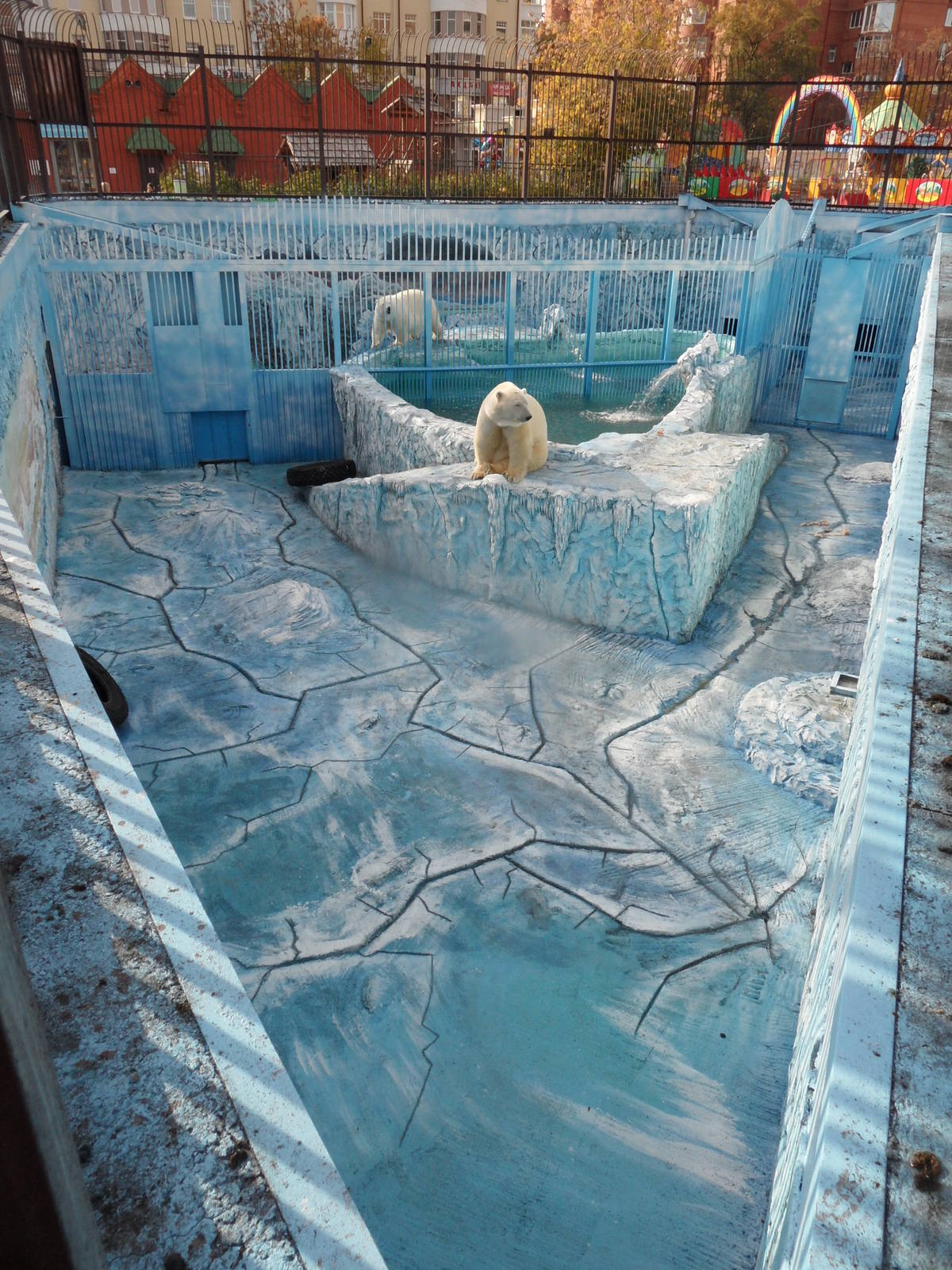 Polar bear exhibit renovation (male, full view)