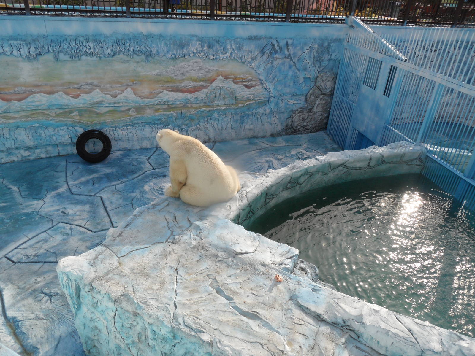 Polar bear exhibit renovation (male)