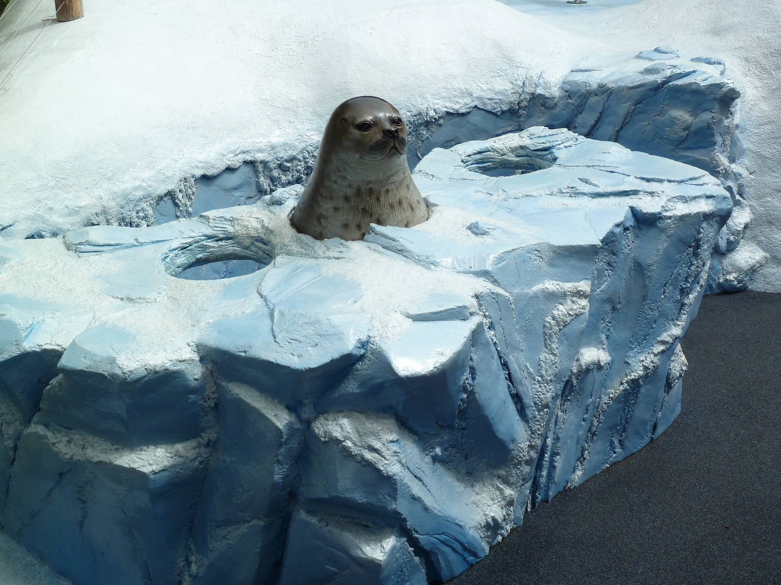 Polar Bear Exhibit - Seal
