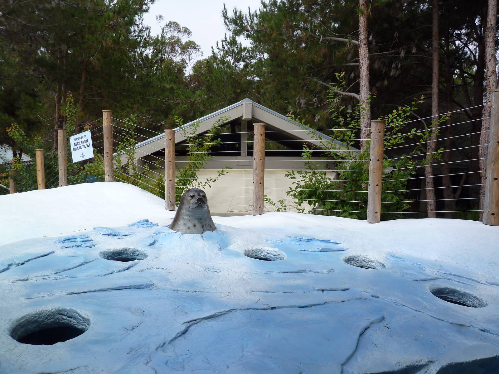 Polar Bear Exhibit - Seal