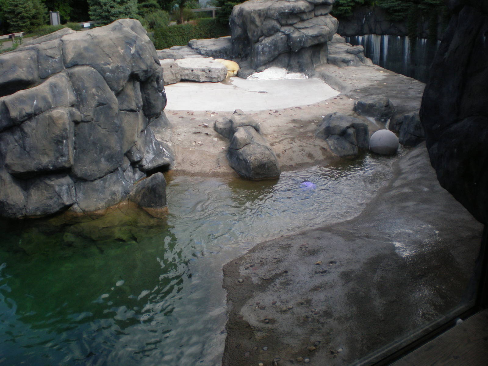 Polar Bear exhibit - Seneca Park Zoo AUG07