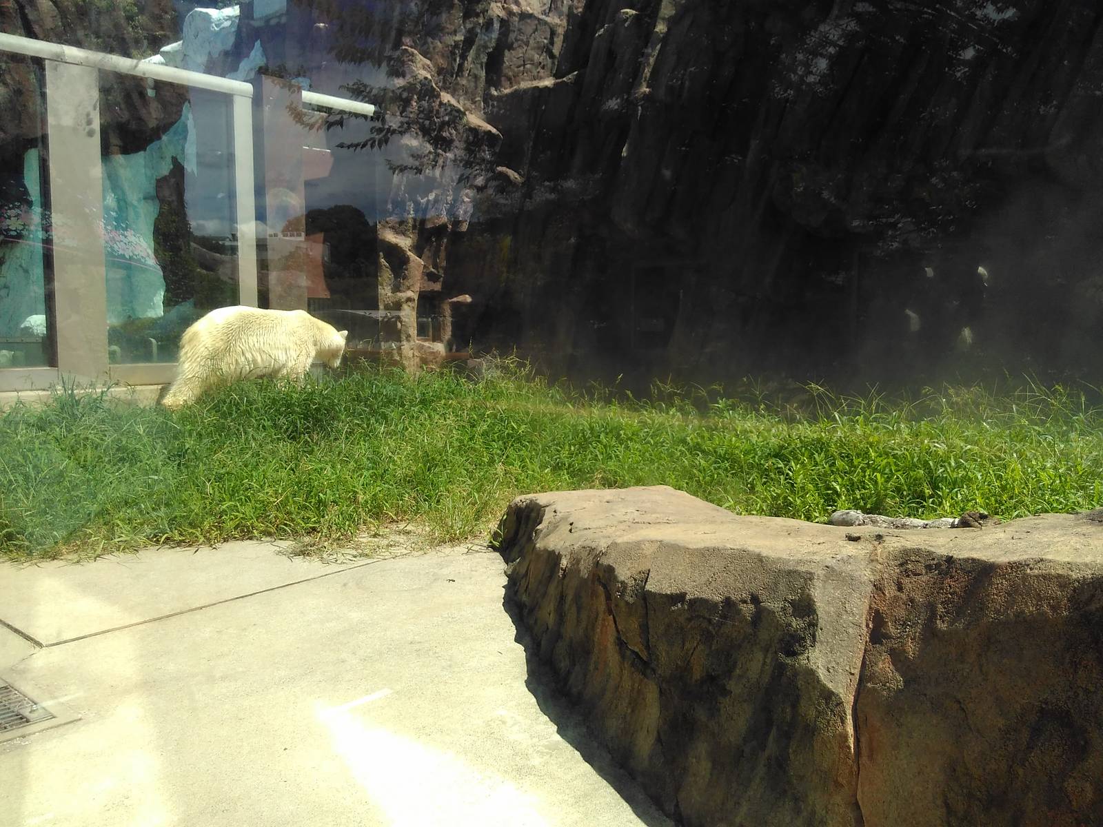 Polar bear exhibit(there is water)
