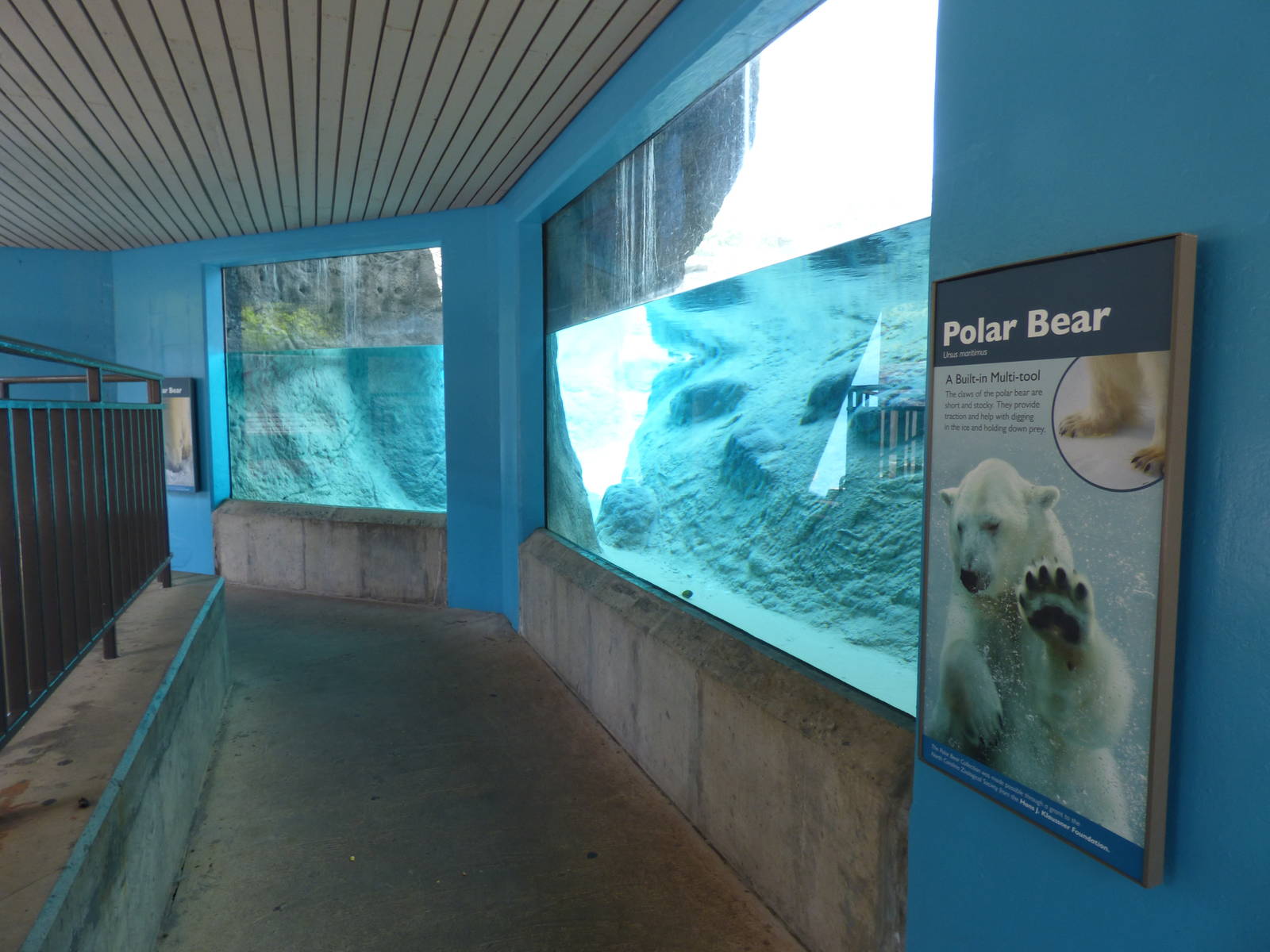 Polar Bear Exhibit - Underwater Viewing