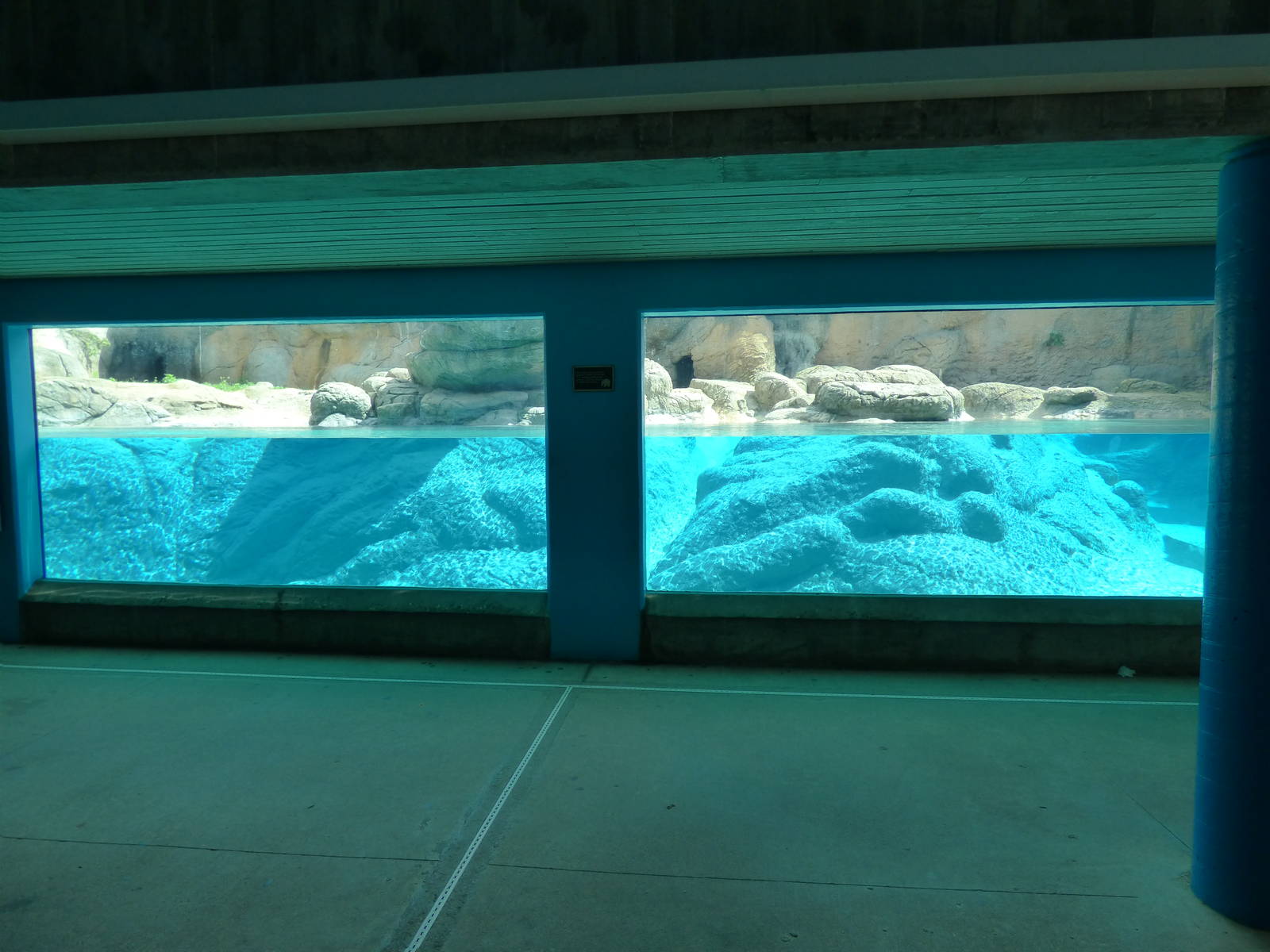 Polar Bear Exhibit - Underwater Viewing