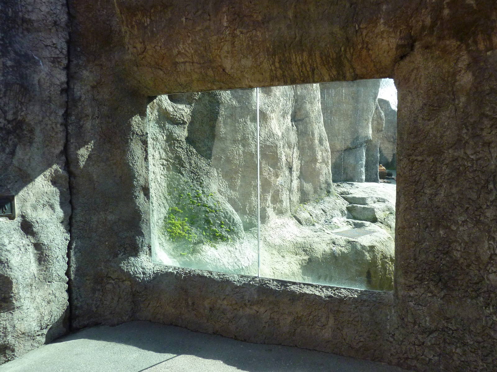 Polar Bear Exhibit - Viewing Window