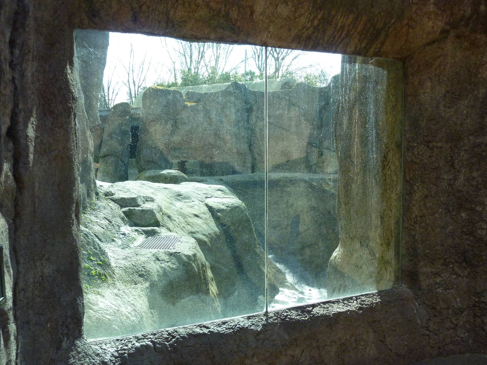 Polar Bear Exhibit - Viewing Window