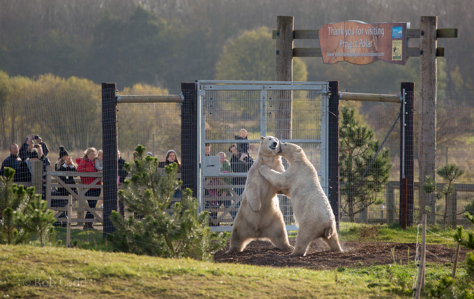 Polar bear (exhibit) : Yorkshire WP : 11 Nov 2017