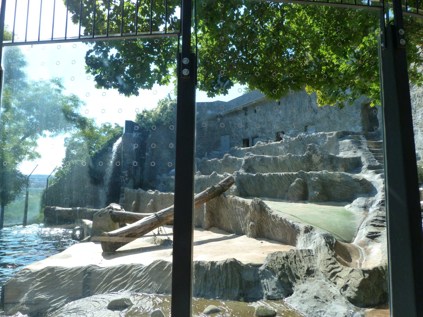 Polar bear exhibit -Zoo Praha (2025)