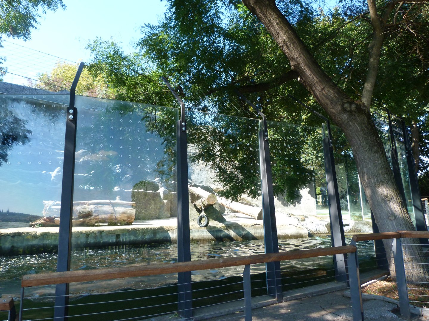 Polar bear exhibit -Zoo Praha (2025)