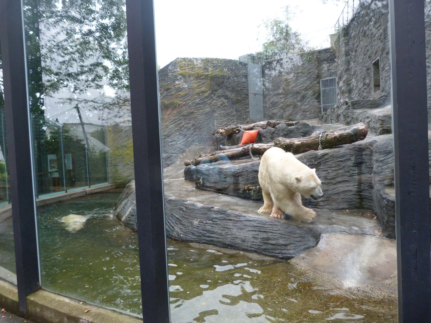 Polar bear exhibit -Zoo Praha (2025)
