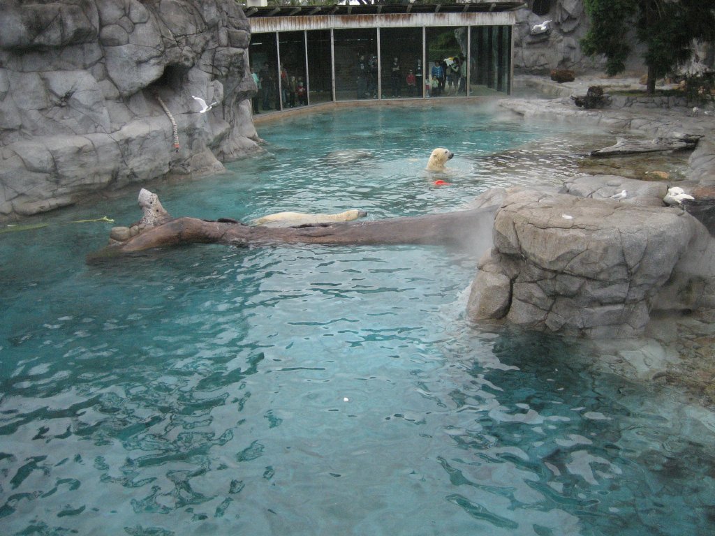 Polar Bear exhibit