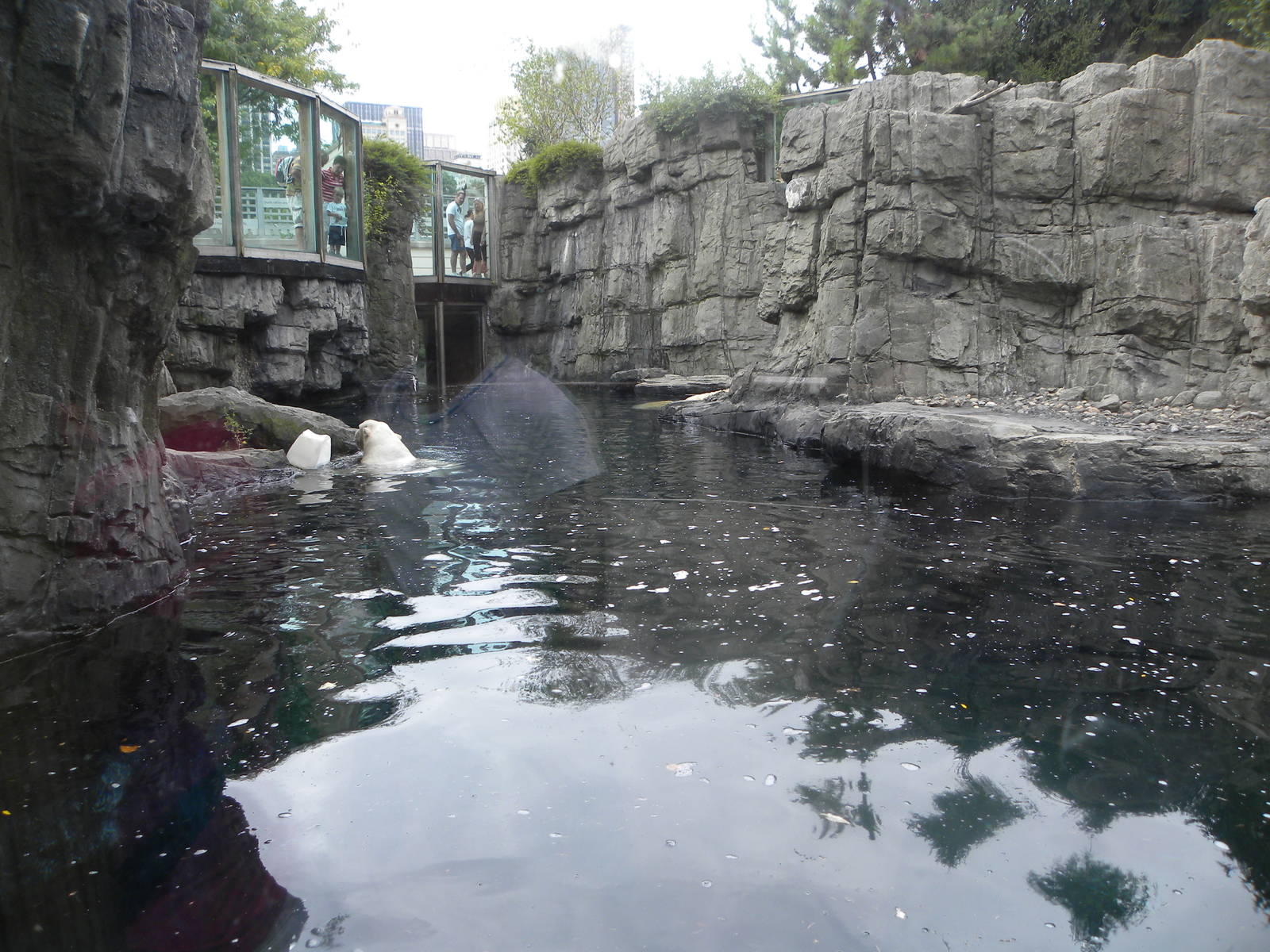 Polar Bear Exhibit