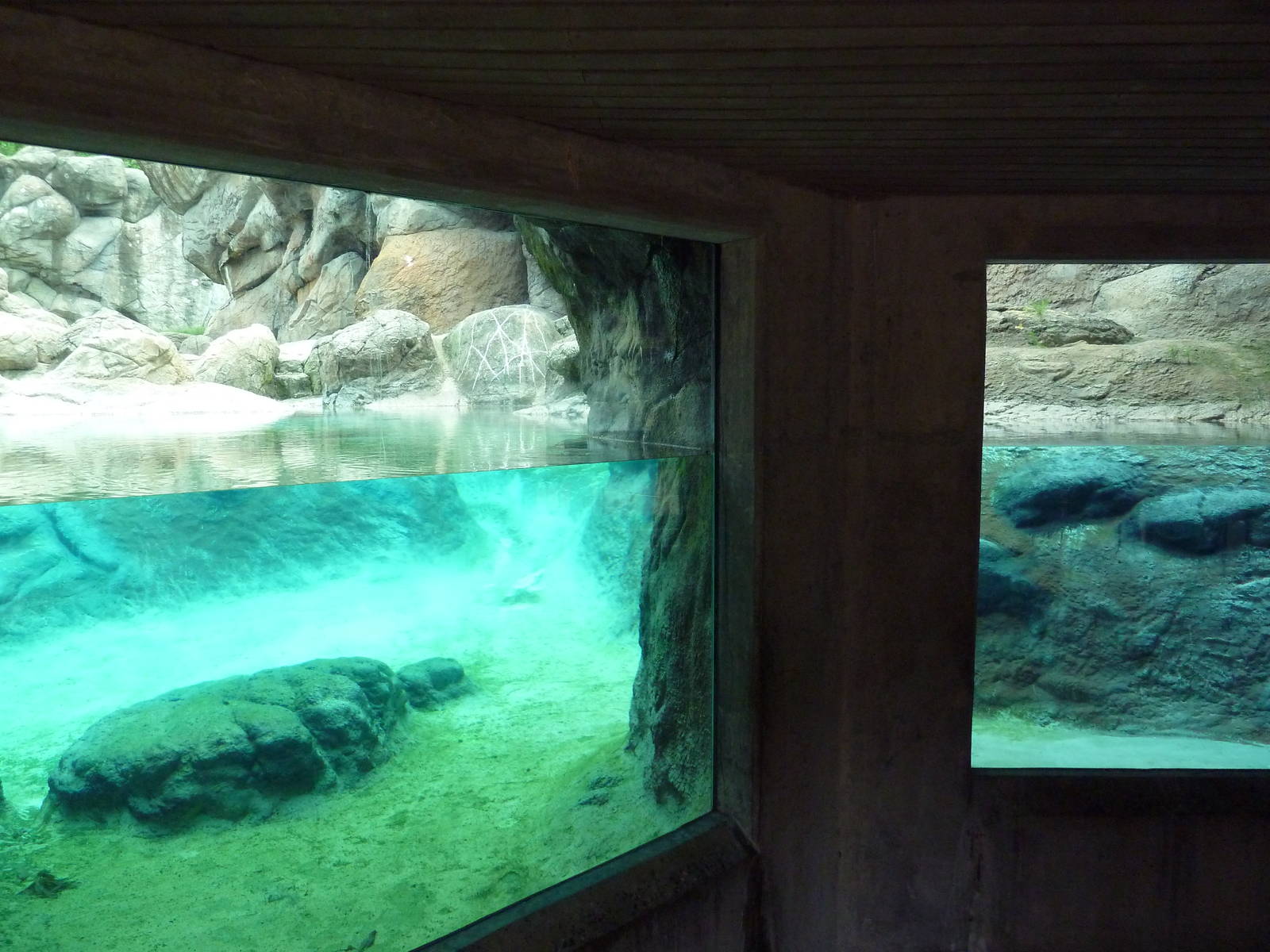 Polar Bear Exhibit