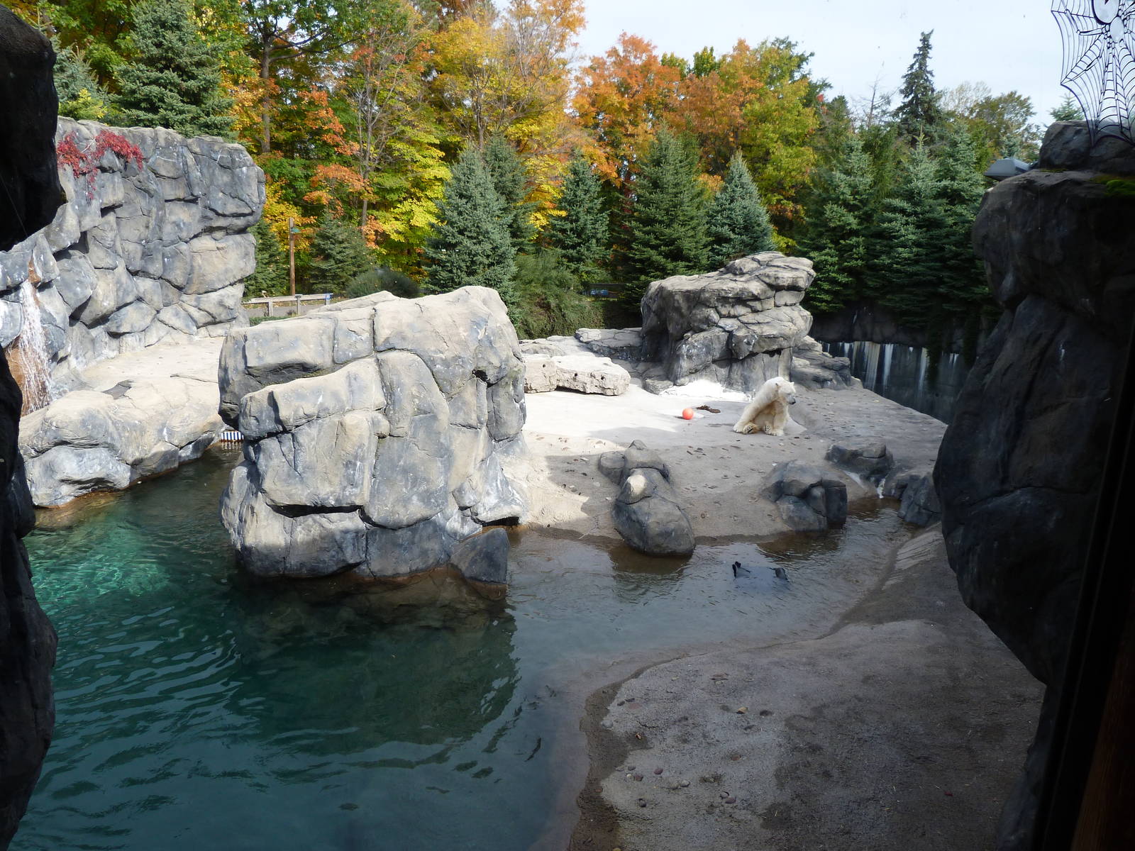 Polar Bear Exhibit