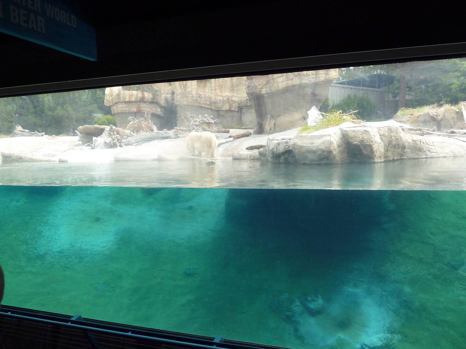 Polar Bear Exhibit